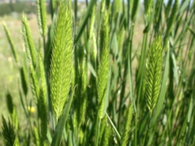 Agropyron Cristatum (Crested Wheat Grass)