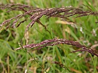 Agrostis Tenuis (Narin Tavusotu)