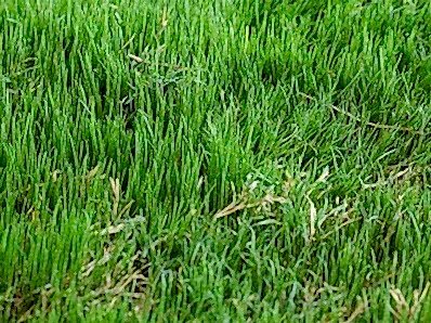 Bermuda Grass (Cynodon Dactylon) Köpek Dişi