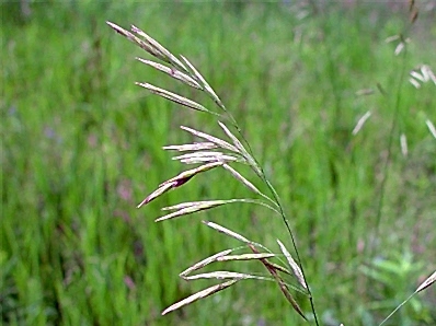 Bromus Inermis (Smooth Brome)