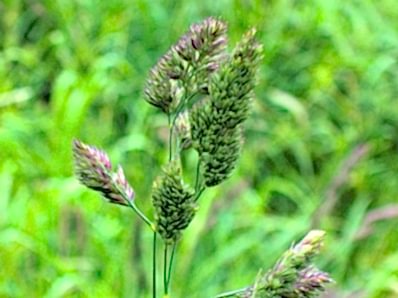 Dactylis glomerata (Orchard Grass)