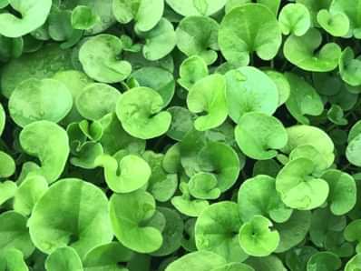 Dicondra Repens (Fare Kulağı)