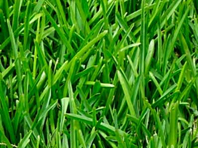 Festuca Arundinacea (Kamışsı Yumak)