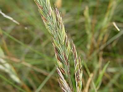 Festuca Ovina (Koyun Yumağı)
