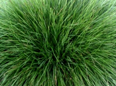 Festuca Rubra Commutata (Narin Kırmızı Yumak)