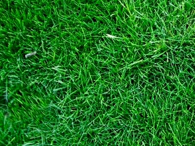 Festuca Rubra Rubra (Rizomlu Kırmızı Yumak)