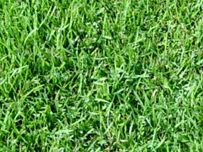 Festuca Rubra Trichophylla (Narin Kırmızı Yumak)