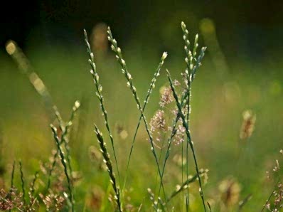 Lolium Perenne (Forage type)