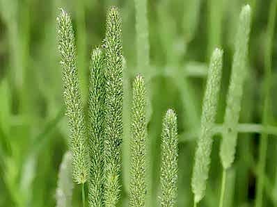 Phleum Pratense (Timothy Grass)