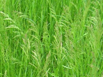 Poa Pratensis (Çayır Salkım Otu)