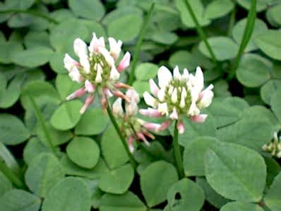 Trifolium Repens (Süs Yoncası, Ak Üçgül)